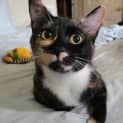 Photo of Cupcake