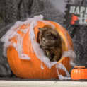 Photo of Pistachio**2nd Chance Cat Rescue**
