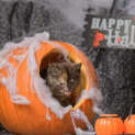Photo of Pistachio**2nd Chance Cat Rescue**