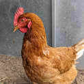 Photo of Henelope