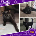 Photo of Fluffy