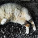 Photo of Baked Bean