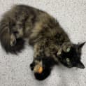 Photo of Misty