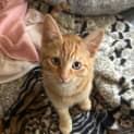 Photo of Linzer**2nd Chance Cat Rescue**