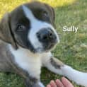 Photo of Sully