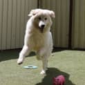 Photo of Coco