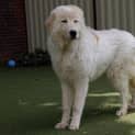Photo of Coco