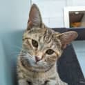 Photo of Kite