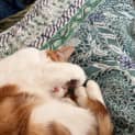 Photo of Merlyn (Orange And White)