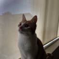 Photo of Merlyn (Orange And White)