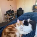 Photo of Merlyn (Orange And White)