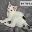 Photo of Mt Purrkins 