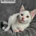 Photo of Mt Purrkins 