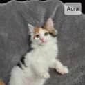 Photo of Aura