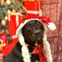 Photo of Daisy Duke