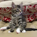 Photo of Bandit