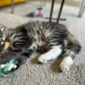 Photo of Bandit