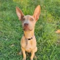 Photo of Hazel