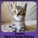 Photo of Amelia 