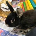 Photo of Gomez
