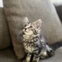 Photo of Meggy