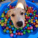 Photo of Pudding