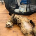 Photo of Picasso