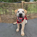 Photo of Coco