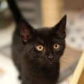 Photo of Binx