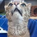 Photo of Fifi