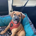 Photo of Scout
