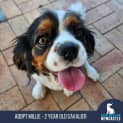 Photo of Millie   2 Year Old Cavalier (Hold)