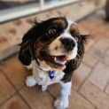 Photo of Millie   2 Year Old Cavalier (Hold)