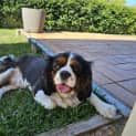 Photo of Millie   2 Year Old Cavalier (Hold)