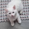 Photo of Snowpea