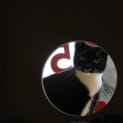 Photo of Polar 