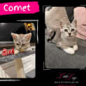 Photo of Comet