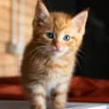 Photo of Flame