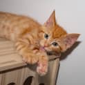 Photo of Flame