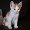 Photo of Butterscotch