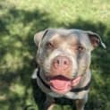 Photo of Koda