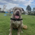 Photo of Koda