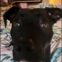 Photo of Buddy