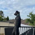 Photo of Buddy