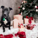 Photo of Buddy