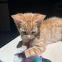 Photo of Wren