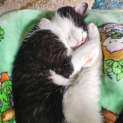 Photo of Lily