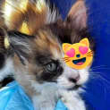 Photo of Calypso
