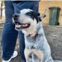 Photo of Bluey