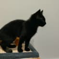 Photo of Kes
